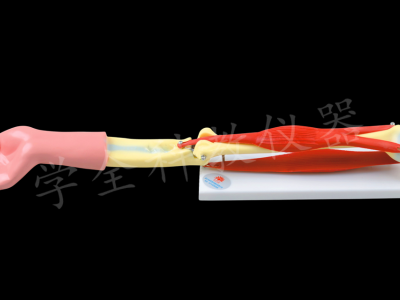 33220 肘關(guān)節(jié)活動模型